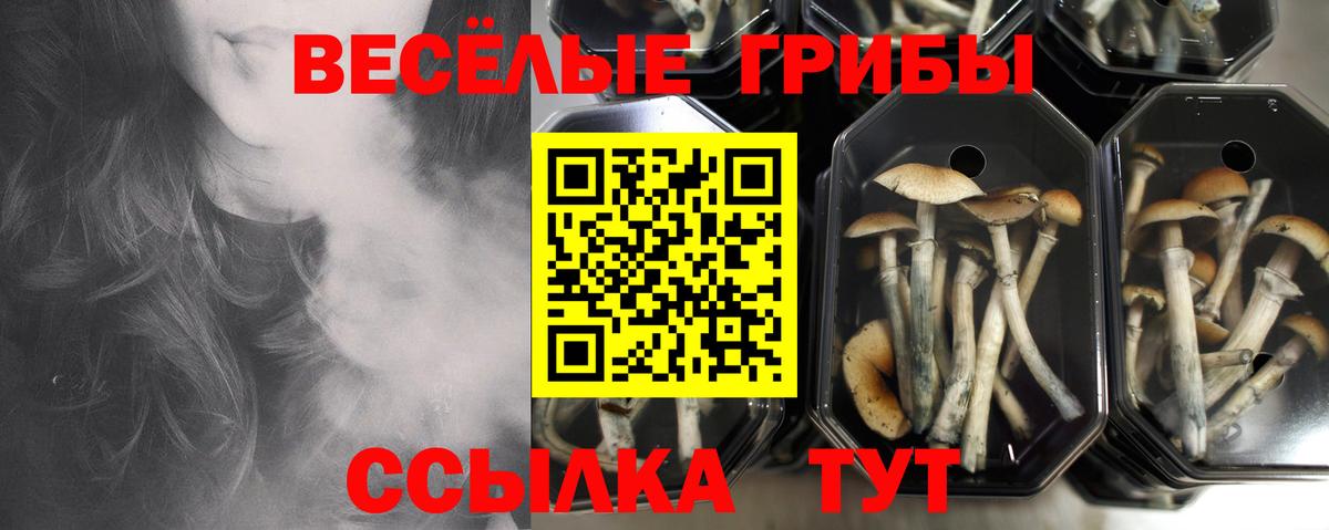 Псилоцибиновые грибы MAGIC MUSHROOMS  Псилоцибиновые грибы MAGIC MUSHROOMS  Вход с VPN  Тосно 